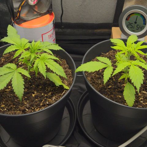 Royal Dwarf growlog timeline photo