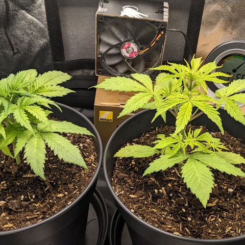 Royal Dwarf growlog timeline photo