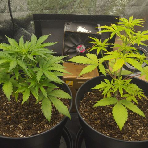 Royal Dwarf growlog timeline photo