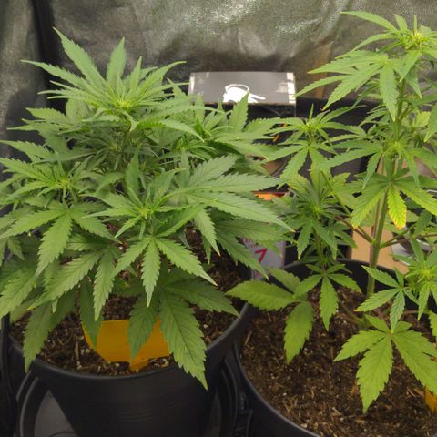 Royal Dwarf growlog timeline photo
