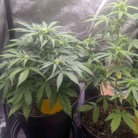 Royal Dwarf growlog timeline photo