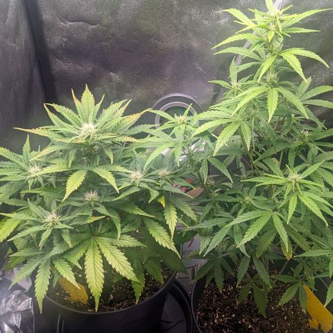 Royal Dwarf growlog timeline photo