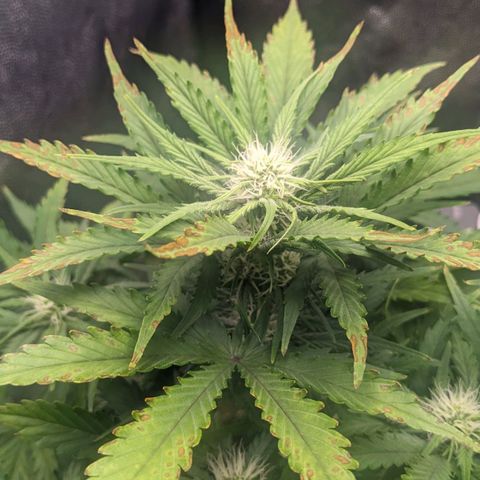 Royal Dwarf growlog timeline photo