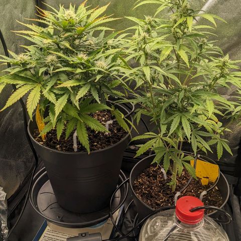 Royal Dwarf growlog timeline photo