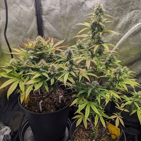 Royal Dwarf growlog timeline photo