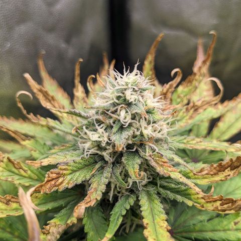 Royal Dwarf growlog timeline photo