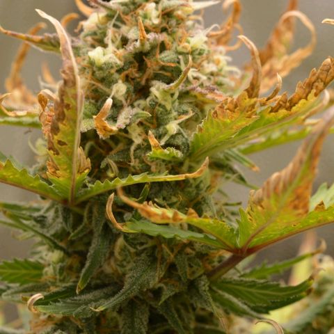 Royal Dwarf growlog timeline photo
