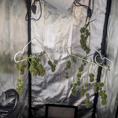 Royal Dwarf growlog timeline photo