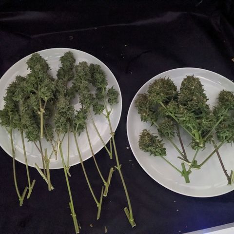 Royal Dwarf growlog timeline photo
