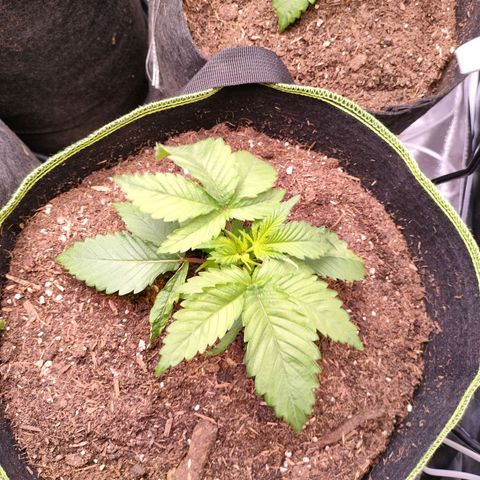 Royal Skywalker growlog photo: Ohne lst