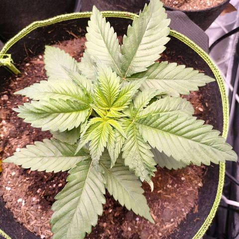 Royal Skywalker growlog timeline photo