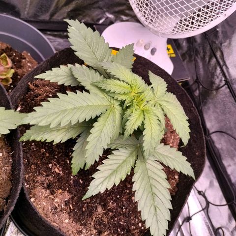 Amnesia Haze #1 growlog timeline photo