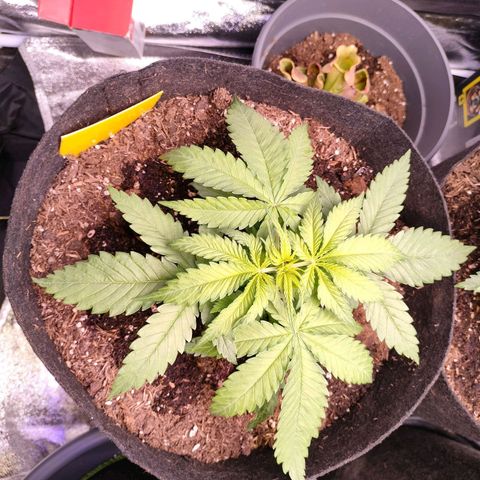 Amnesia Haze #3 growlog timeline photo