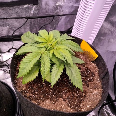Amnesia Haze #2 growlog timeline photo