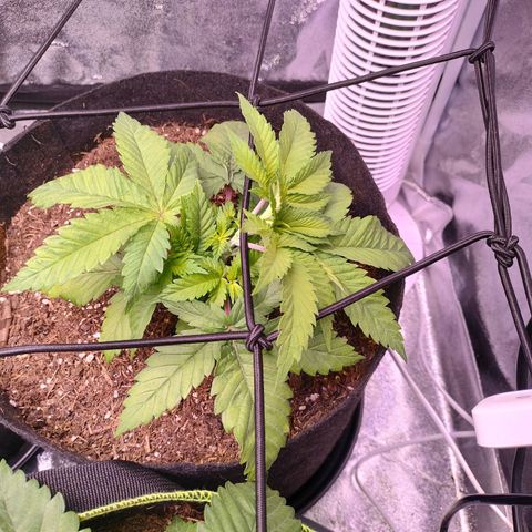 Amnesia Haze #2 growlog timeline photo