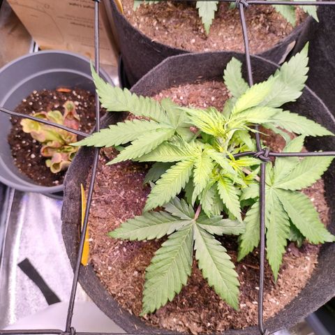 Amnesia Haze #3 growlog timeline photo