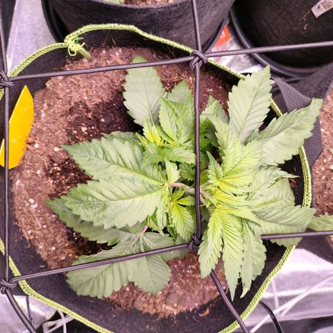 Royal Skywalker growlog timeline photo