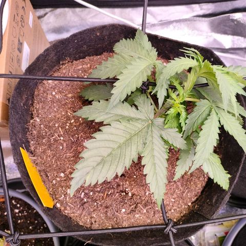 Amnesia Haze #1 growlog timeline photo