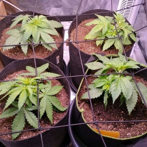 Amnesia Haze #3 growlog timeline photo