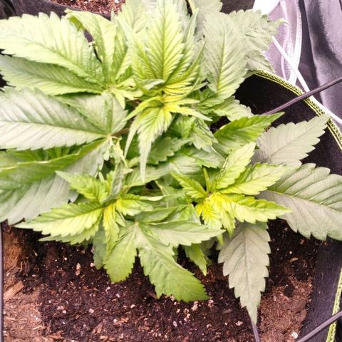 Royal Skywalker growlog timeline photo