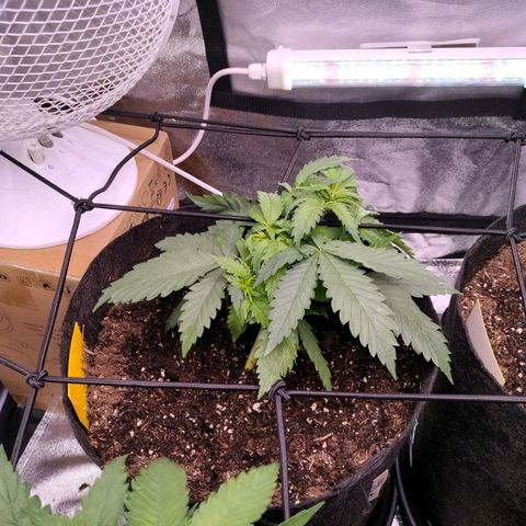Amnesia Haze #1 growlog timeline photo