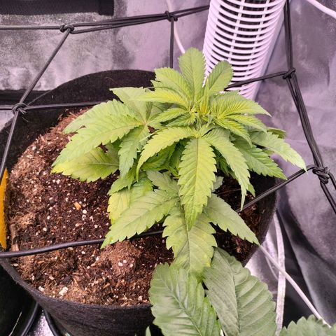 Amnesia Haze #2 growlog timeline photo