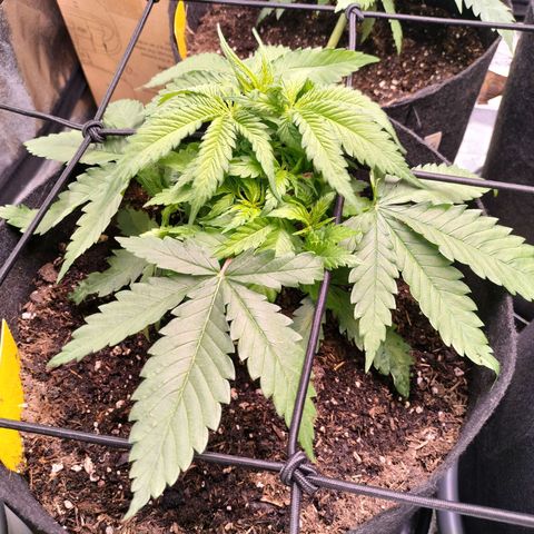 Amnesia Haze #3 growlog timeline photo