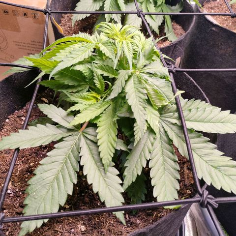 Amnesia Haze #3 growlog timeline photo