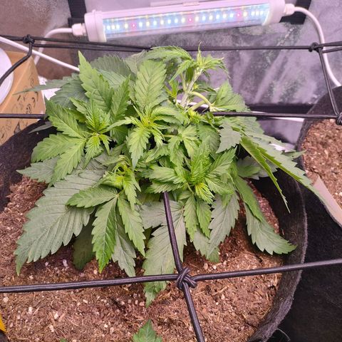 Amnesia Haze #1 growlog timeline photo