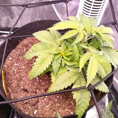 Amnesia Haze #2 growlog timeline photo