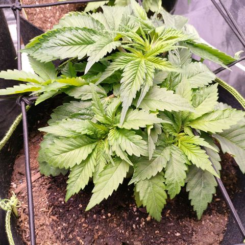 Royal Skywalker growlog timeline photo