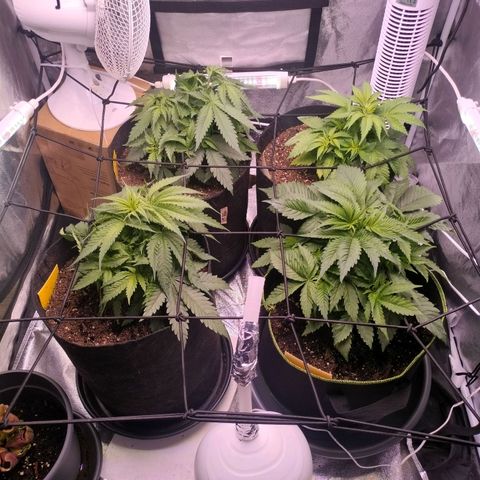 Amnesia Haze #3 growlog timeline photo