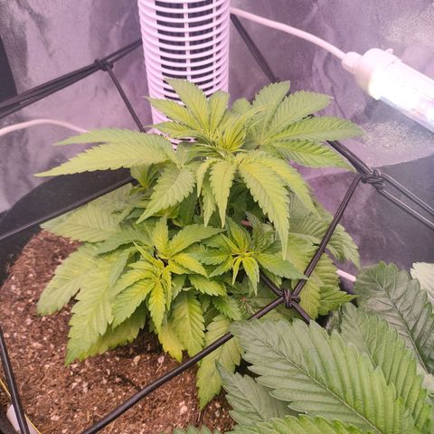 Amnesia Haze #2 growlog timeline photo