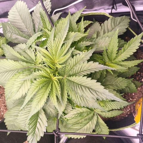 Royal Skywalker growlog timeline photo