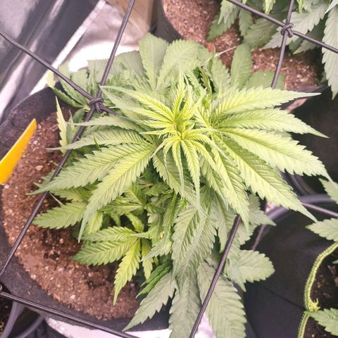 Amnesia Haze #3 growlog timeline photo