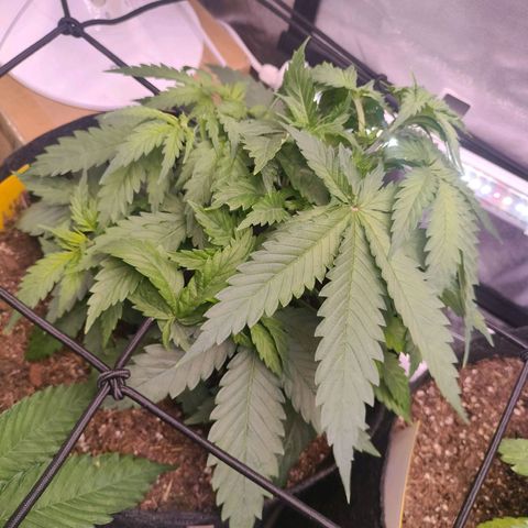 Amnesia Haze #1 growlog timeline photo