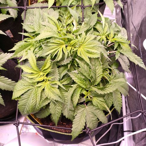 Royal Skywalker growlog timeline photo
