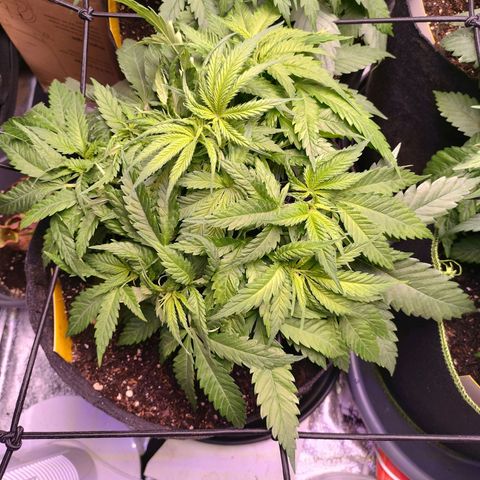 Amnesia Haze #3 growlog timeline photo