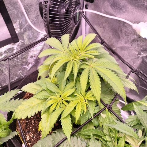 Amnesia Haze #2 growlog timeline photo