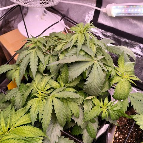 Amnesia Haze #1 growlog timeline photo