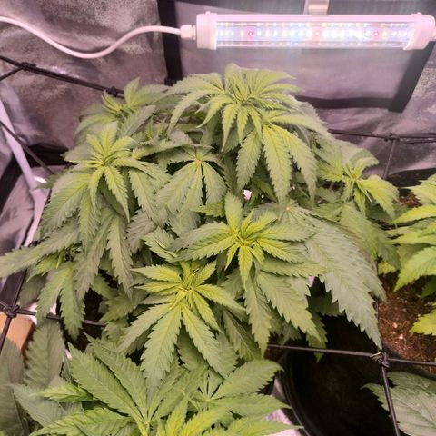 Amnesia Haze #1 growlog timeline photo