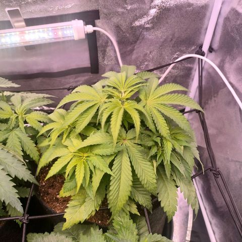 Amnesia Haze #2 growlog timeline photo