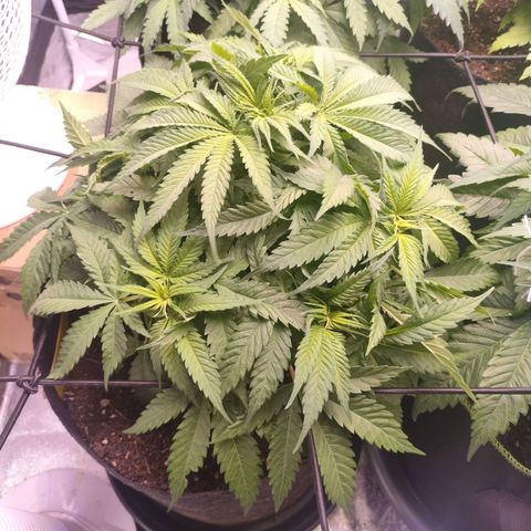 Amnesia Haze #3 growlog timeline photo