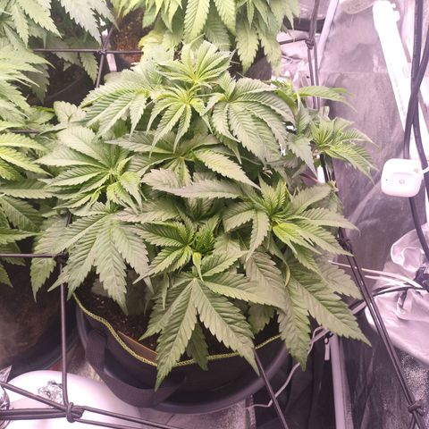 Royal Skywalker growlog timeline photo