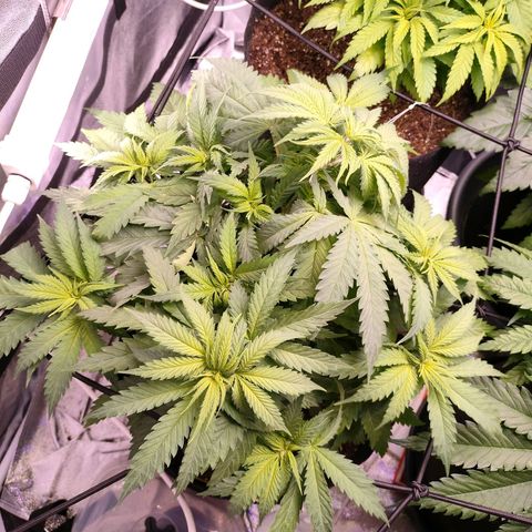 Amnesia Haze #1 growlog timeline photo