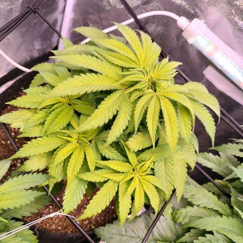 Amnesia Haze #2 growlog timeline photo