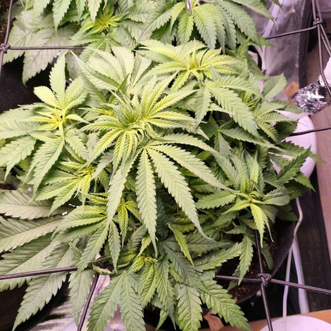 Amnesia Haze #3 growlog timeline photo