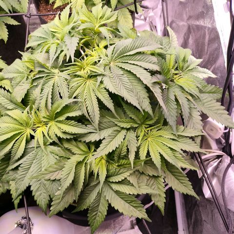 Royal Skywalker growlog timeline photo