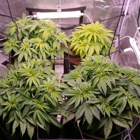 Amnesia Haze #3 growlog timeline photo