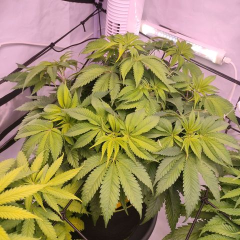 Royal Skywalker growlog photo: Zeigt leichten Magnesiummangel.